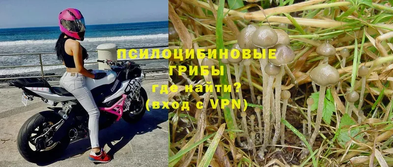 Галлюциногенные грибы Psilocybe  KRAKEN как зайти  Вышний Волочёк  магазин  наркотиков 